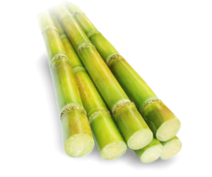 Fresh SugarCane